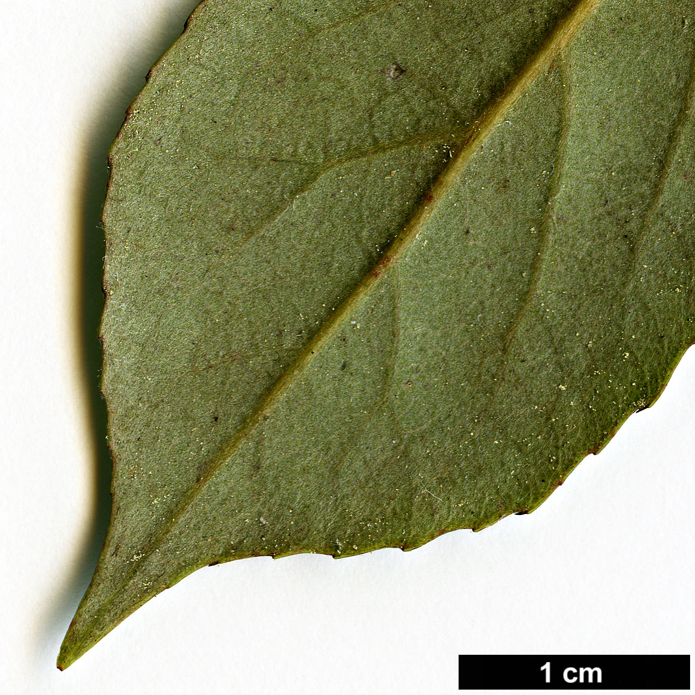 High resolution image: Family: Elaeocarpaceae - Genus: Elaeocarpus - Taxon: dentatus High resolution image: Family: Elaeocarpaceae - Genus: Elaeocarpus - Taxon: dentatus